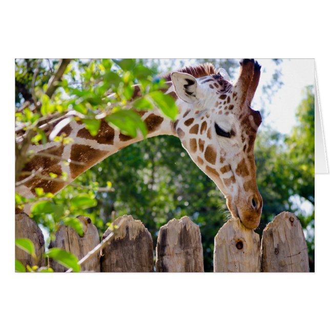 Fiberlicious (Front Horizontal)