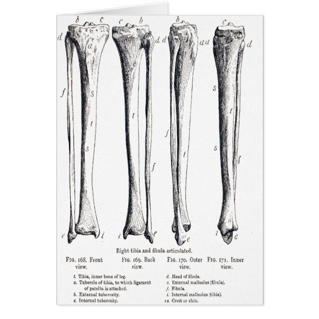 Fibula & Tibia  Card (Front)