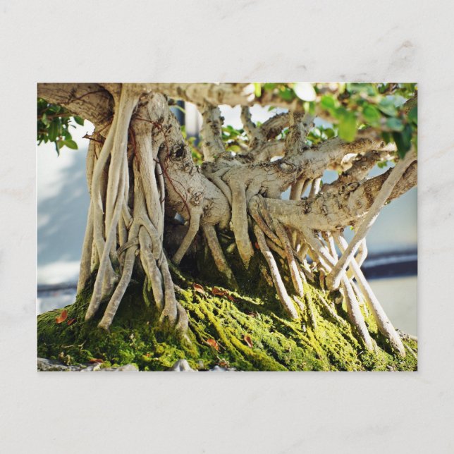 Ficus Banyan Bonsai Tree Roots Postcard (Front)