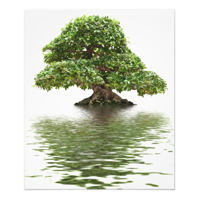 Ficus bonsai photo print (Front)