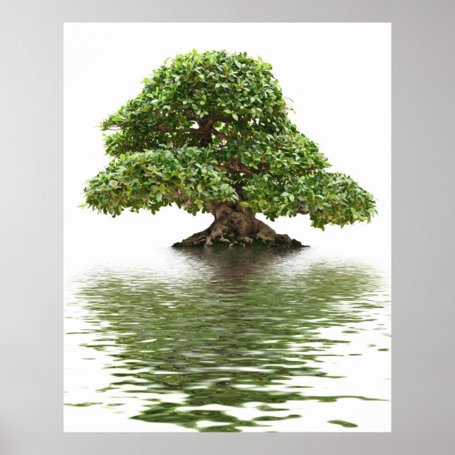 Ficus bonsai poster (Front)