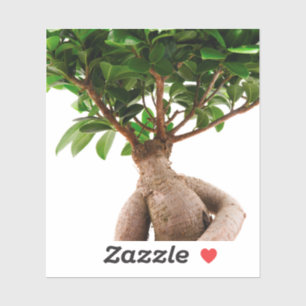 Ficus Ginseng