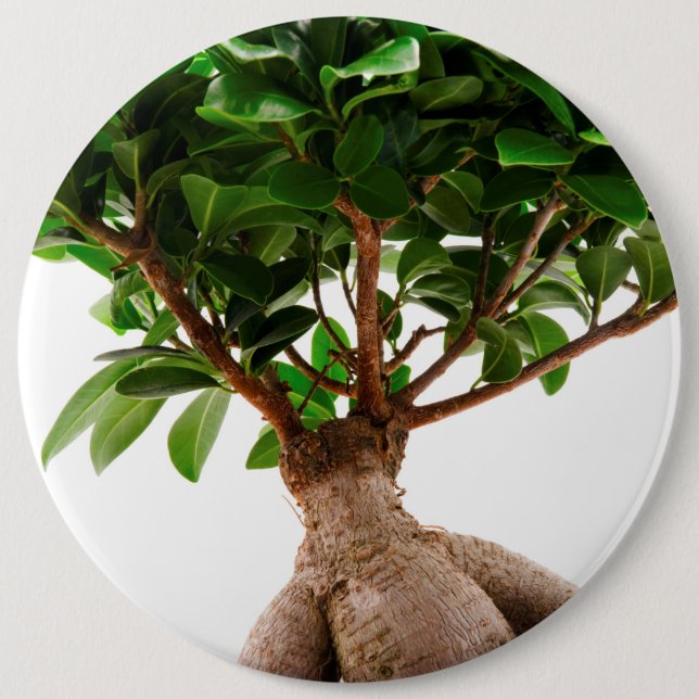 Ficus Ginseng 6 Cm Round Badge (Front)