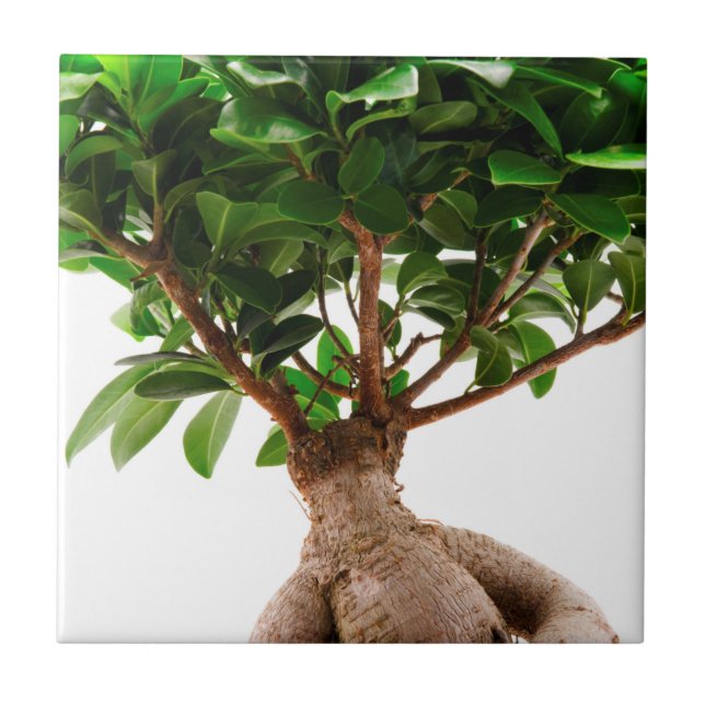 Ficus Ginseng Ceramic Tile (Front)