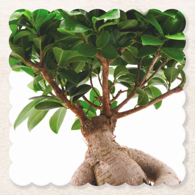 Ficus Ginseng Paper Coaster (Front)