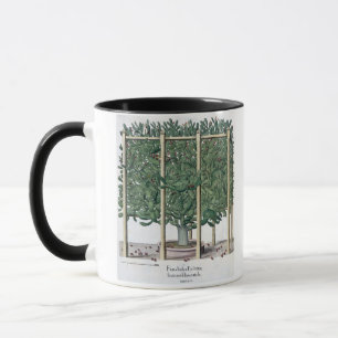 Ficus indica eystettensis, from the 'Hortus Eystet Mug