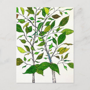 Ficus Plant Color Pencil Tree Drawing  Postcard