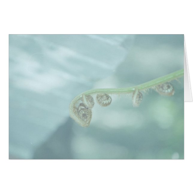 fiddle dee dee. (Front Horizontal)