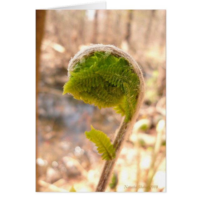Fiddlehead Fern Card (Front)