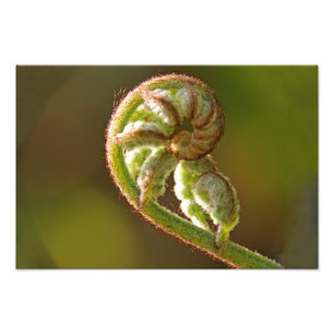 Fiddlehead Fern Photo Print