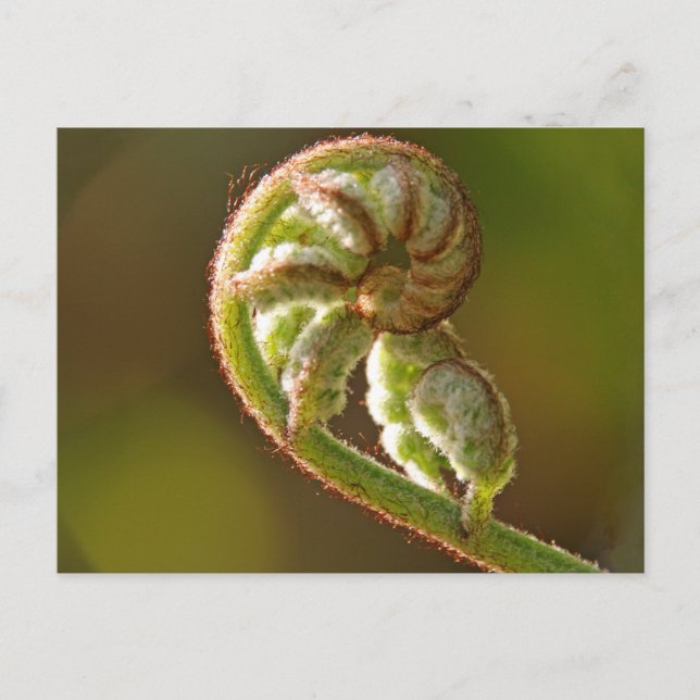 Fiddlehead Fern Postcard (Front)