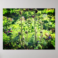 Fiddlehead Ferns And Spring Flowers