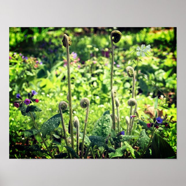 Fiddlehead Ferns And Spring Flowers  Poster (Front)