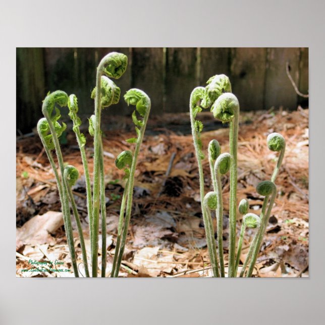 Fiddlehead Ferns Spring Nature #4 Poster (Front)