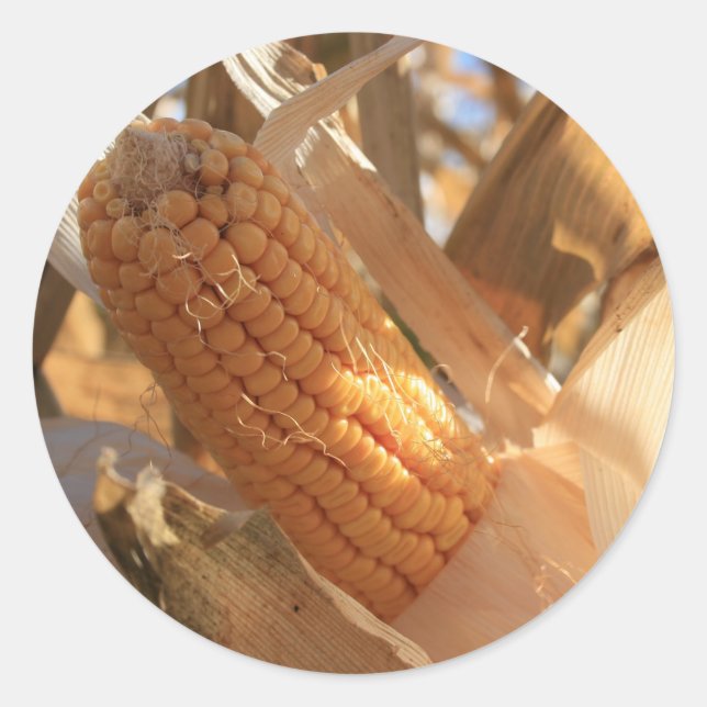 Field Corn on Stalk Classic Round Sticker (Front)