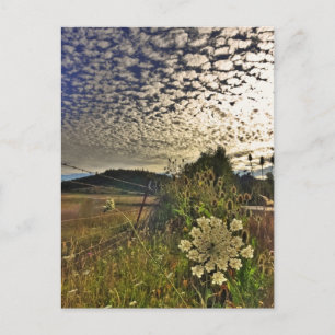 Field Flower Postcard