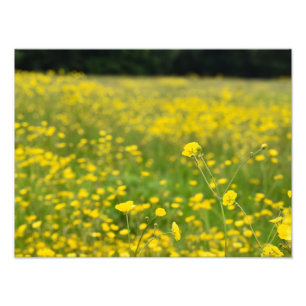 Field Full Of  Bright Yellow Buttercup's  Photo Print