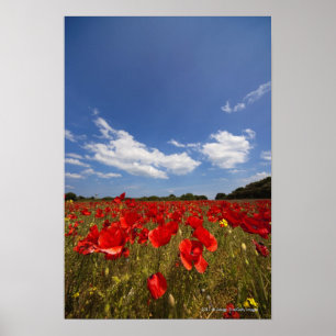 Field Full Of Red Flowers Poster
