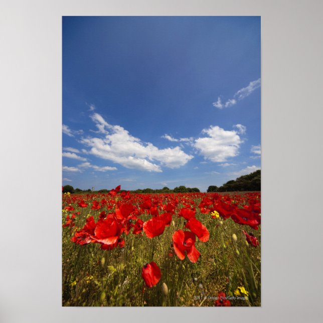 Field Full Of Red Flowers Poster (Front)