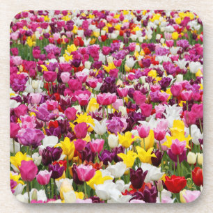 field full of tulips coaster