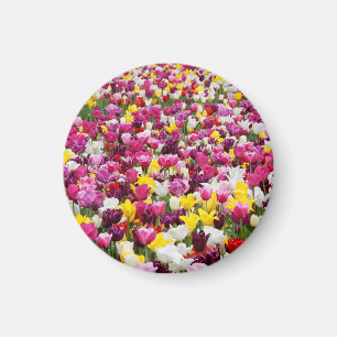 field full of tulips magnet