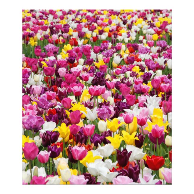 field full of tulips photo print (Front)