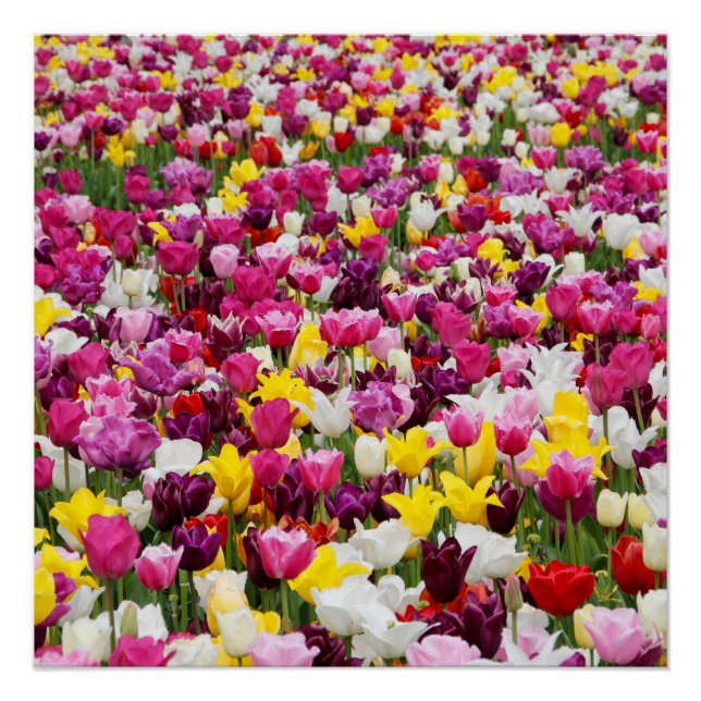 field full of tulips poster (Front)