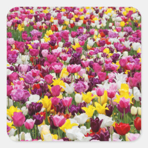field full of tulips square sticker