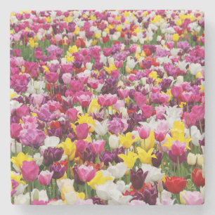 field full of tulips stone coaster
