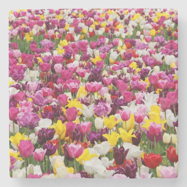 field full of tulips stone coaster (Front)