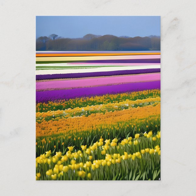 Field full of Tulips, Tulips, flowers, floral,  Postcard (Front)