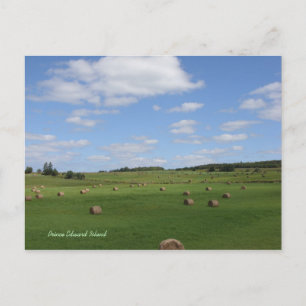 Field in PEI postcard
