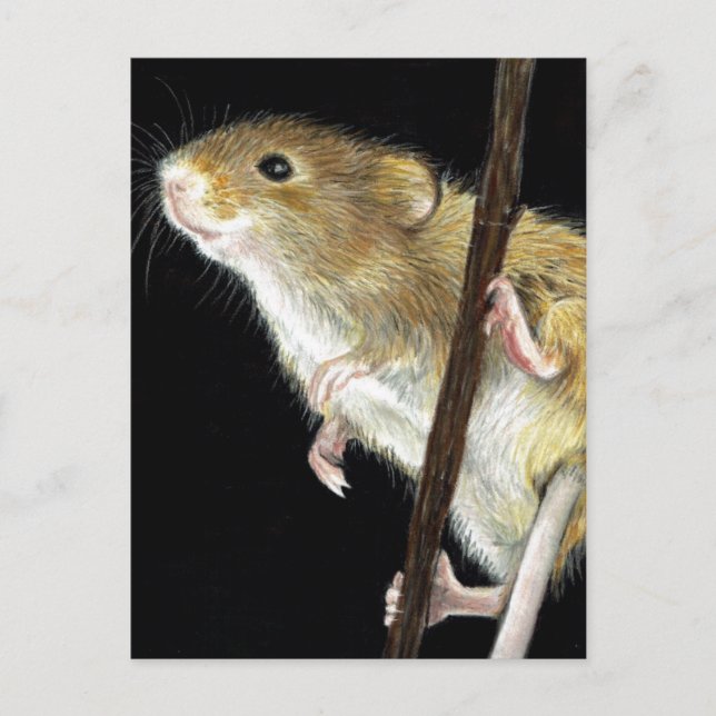 Field Mouse design Postcard (Front)
