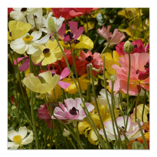 Field of Anemones Poster (Front)