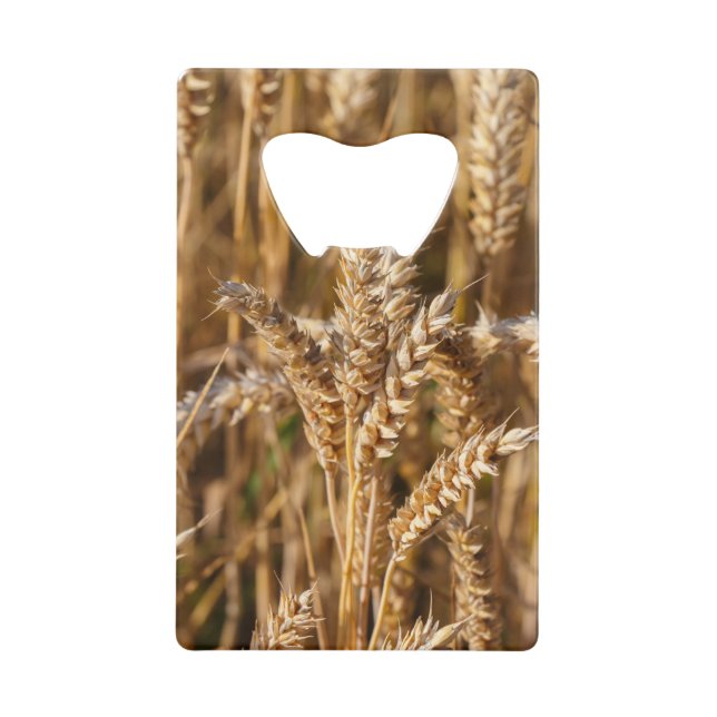 Field of barley (Front)