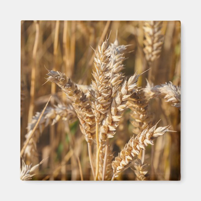Field of barley magnet (Front)