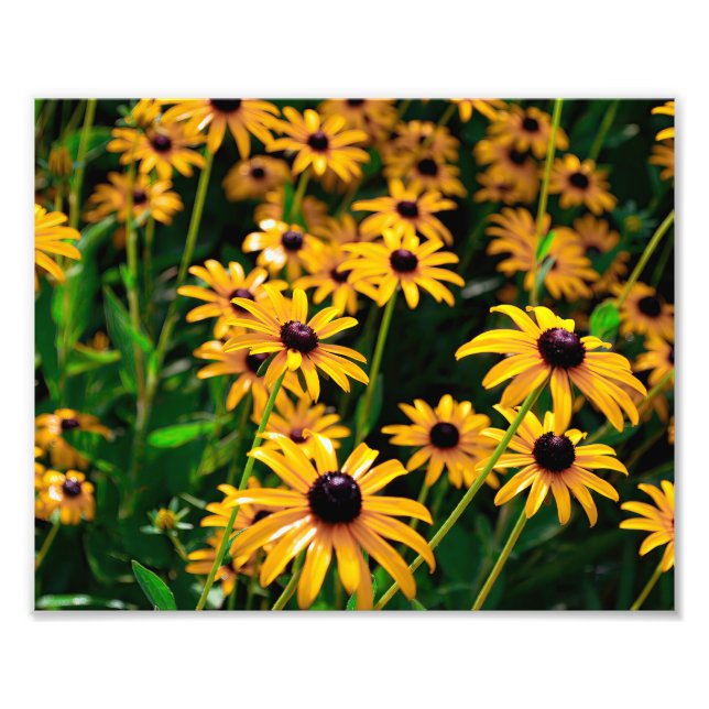 Field of black-eyed Susan flowers Photo Print (Front)