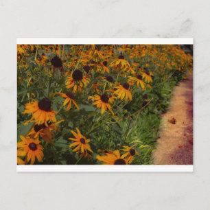 Field of Black-Eyed Susan Flowers with Sidewalk Postcard