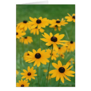 Field of Black Eyed Susies