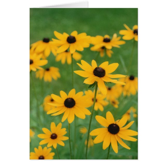 Field of Black Eyed Susies (Front)