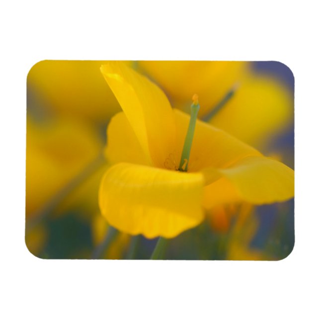 Field of blooming poppies magnet (Horizontal)
