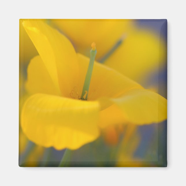 field of blooming poppies magnet (Front)