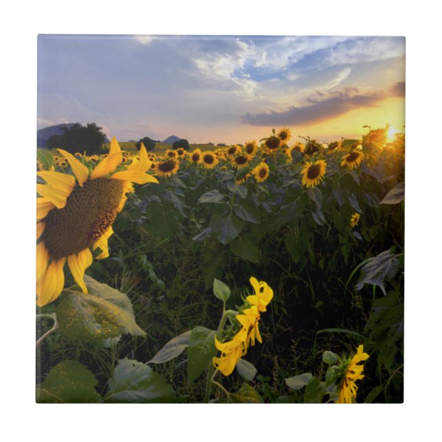 Field of Blooming Sunflowers Ceramic Tile (Front)
