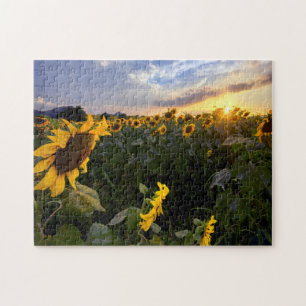 Field of Blooming Sunflowers Jigsaw Puzzle