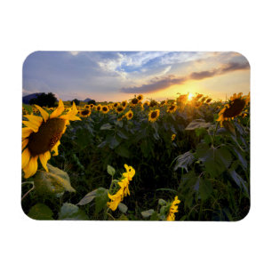 Field of Blooming Sunflowers Magnet
