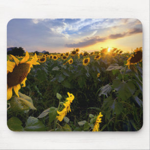 Field of Blooming Sunflowers Mouse Pad
