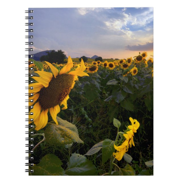Field of Blooming Sunflowers Notebook (Front)