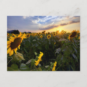 Field of Blooming Sunflowers Postcard