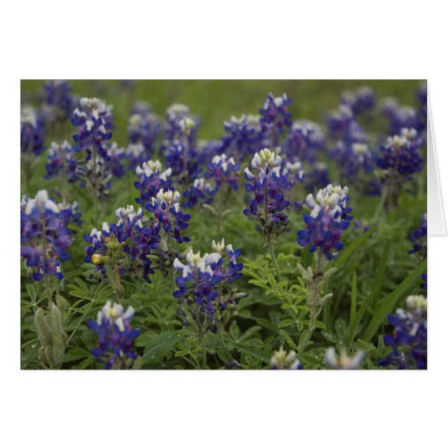 Field of Bluebonnets (Front Horizontal)