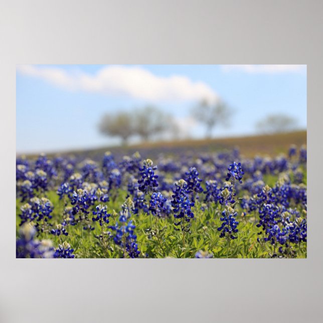 Field of Bluebonnets Poster (Front)
